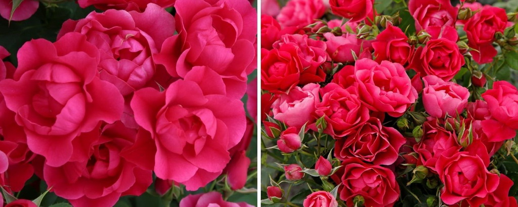 Роза флорибунда `Pink Forest Rose`® RIGOROSEN